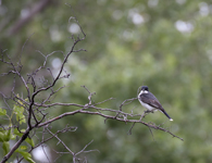 Eastern Kingbird 8695